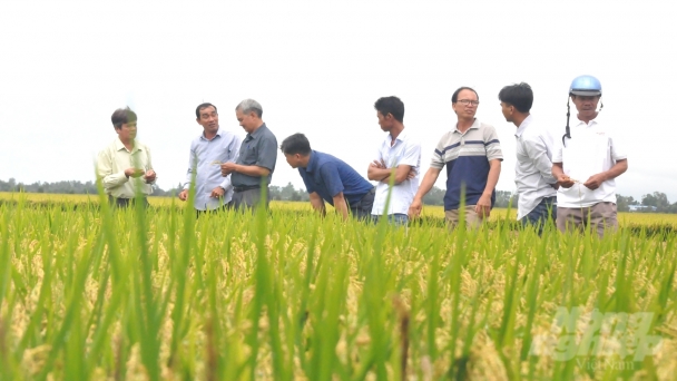 On-field straw handlement saving up 20-30% of fertilizer use