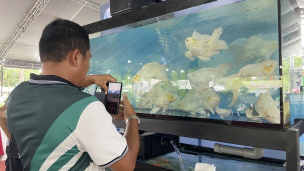 Ho Chi Minh City exports 8.85 million ornamental fish in the first 8 months