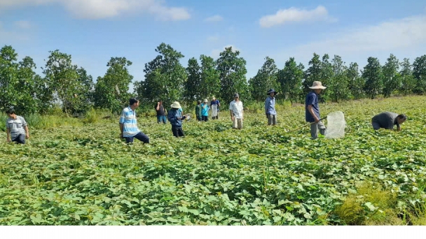 Applying IPHM to sweet potato cultivation has resulted in an additional profit of 850 USD/ha