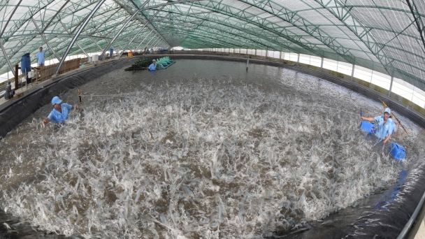 MARD requests increasing aquaculture production