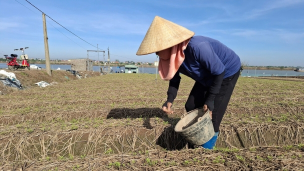 Đất được bồi phù sa, sạch sâu bệnh, nông dân tăng tốc làm vụ đông