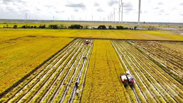 Bac Lieu implements the production of 28.000 hectares of high-quality, low-emission rice