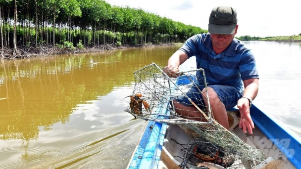 Nuôi cua theo hướng VietGAP, cải thiện môi trường