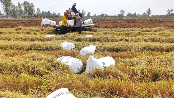 Enhancing the rice seed production capacity for farmers in the Mekong Delta