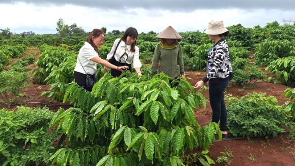 Successfully piloting the database system for forest and coffee growing areas