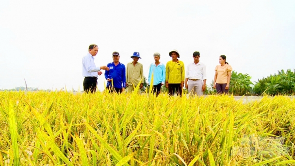 The one million hectares of high-quality rice project: a major revolution