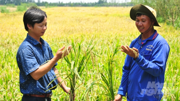 Cánh đồng lúa sinh thái gọi sếu đầu đỏ trở về