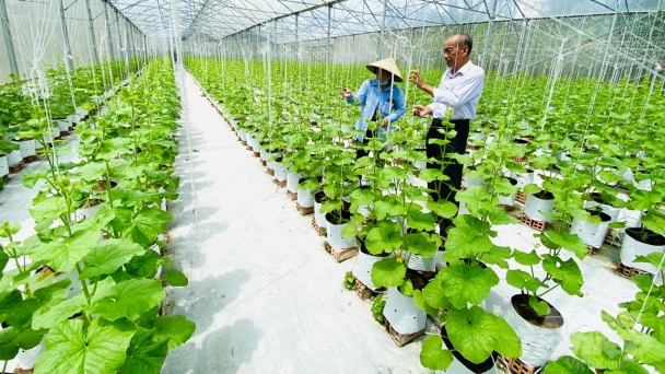 Can Tho will be the high-tech agricultural zones of the Mekong Delta