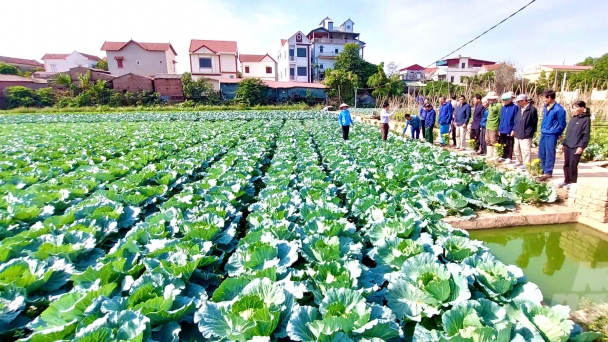 Hà Nội xây dựng mô hình sản xuất rau an toàn gắn với du lịch