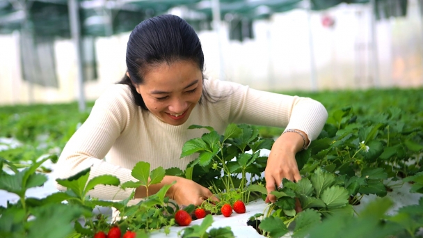 The first farm in Dak Nong exports vegetables to Singapore