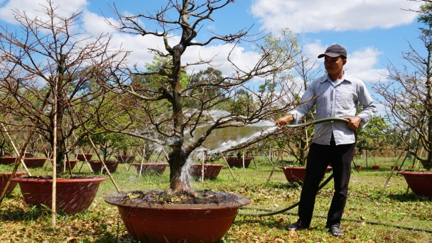 Mai vàng Chơn Thành vào vụ Tết