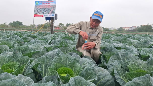 Bắp cải trồng theo kiểu Nhật Bản, nông dân không phải lo đầu ra