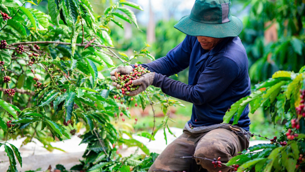 The challenge of managing coffee production waste