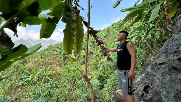 Western bananas can be exported to Northeast Asia