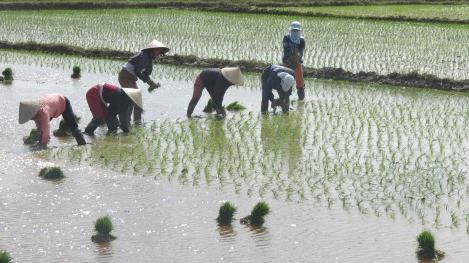 Gieo cấy lúa hè thu càng nhanh càng tốt