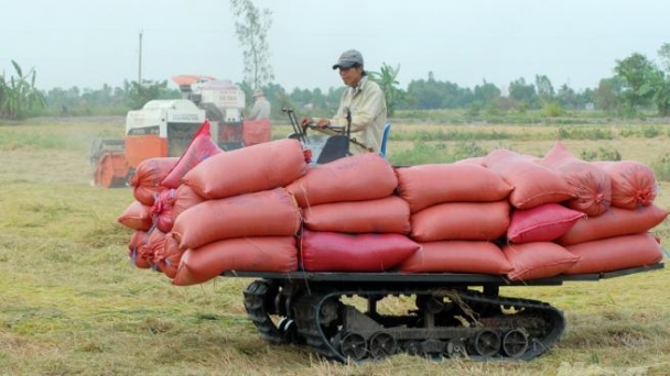 Kiên Giang: Các doanh nghiệp đang tồn kho trên 134 ngàn tấn lúa, gạo