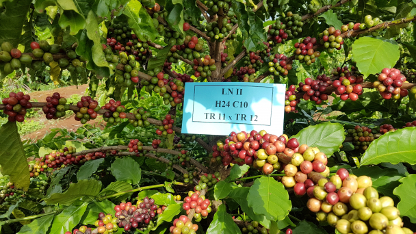 Nghiên cứu giống cà phê thích ứng biến đổi khí hậu