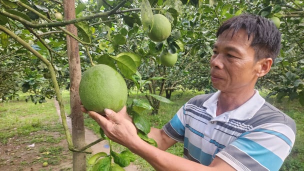 'Bưởi da xanh Khánh Vĩnh' được bảo vệ bằng các biện pháp sinh học