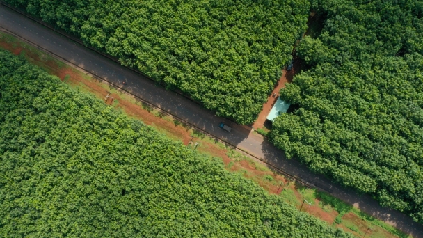 Vietnam Agriculture: Green Approach