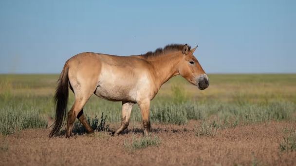 Ngựa hoang trở lại thảo nguyên Kazakhstan sau hai thế kỷ vắng bóng