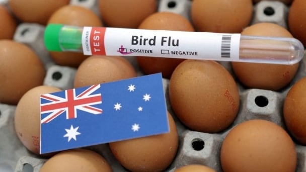 Bird flu causes egg shortage in Australia