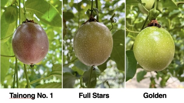 Sustainable passion fruit cultivation: Insights from Taiwan