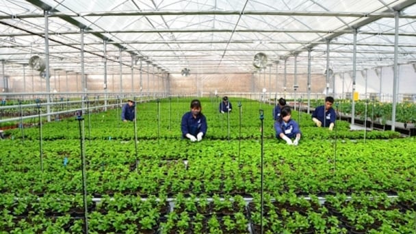 Japan's recruitment demands for high-quality agricultural laborers are on the rise