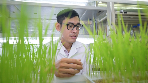 Breakthrough in developing rice varieties resistant to heavy metal accumulation and bacterial leaf blight