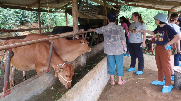 SAPLING initiative strengthens biosecure livestock farming techniques in Son La