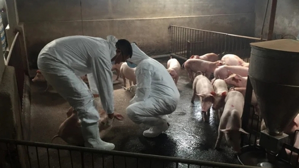 Proactively responding to new strains of the African swine fever virus