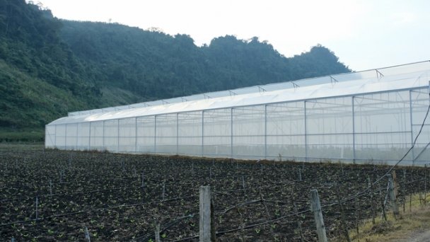 Favorable conditions for Moc Chau to develop temperate vegetables and fruits