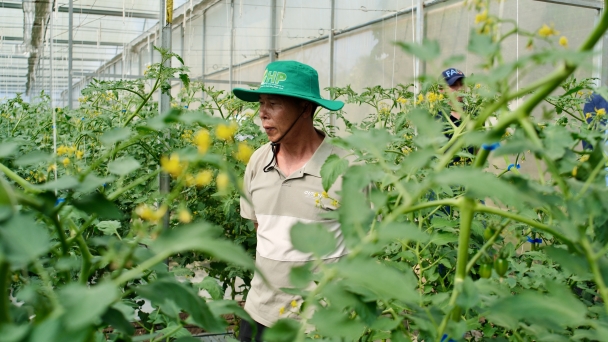 Organic vegetables production thanks to healthy seedlings and smart greenhouses