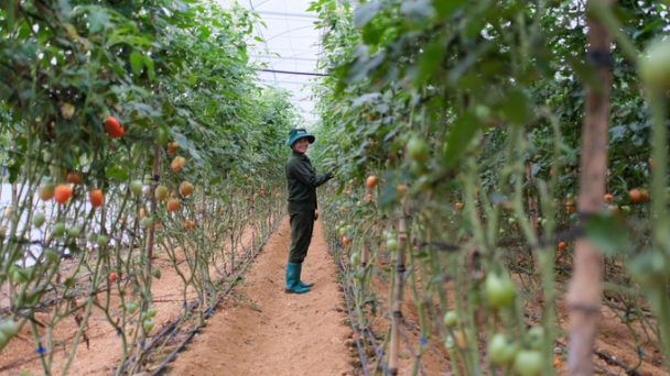 Opportunity for Son La to produce high-tech agriculture