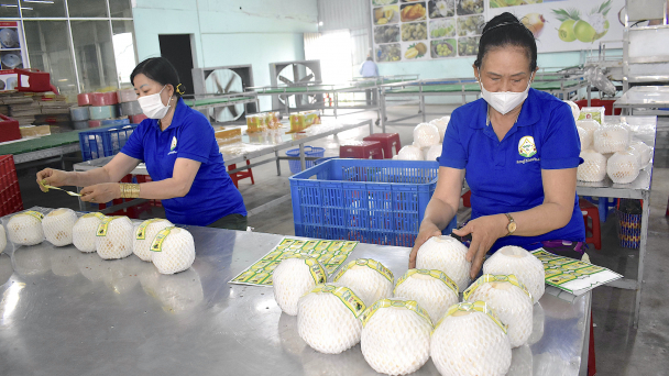 Favorable export, rising coconut prices