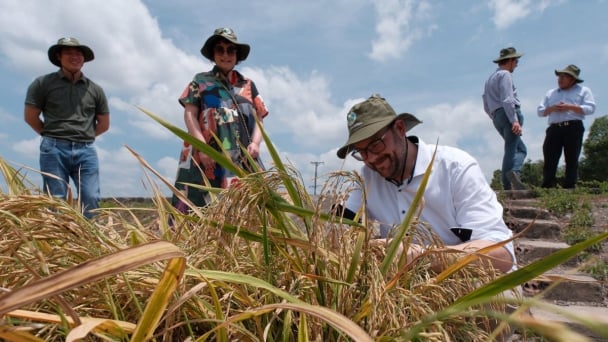 DLG explores opportunities to support agricultural mechanization in Vietnam Mekong Delta