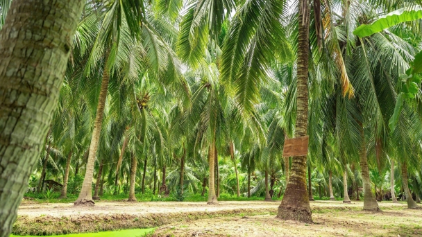 EU’s new regulations on organic coconut material ownership identification