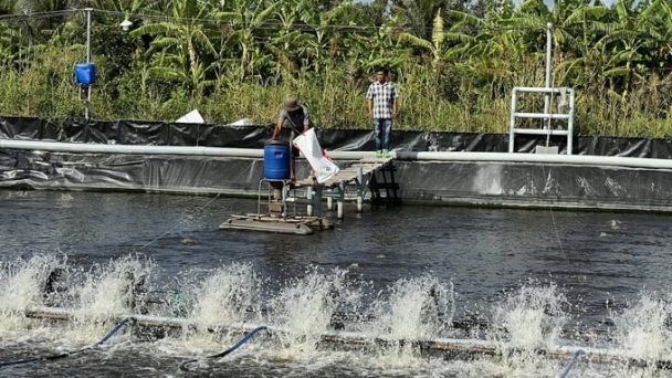 Nuôi tôm tuần hoàn ít thay nước tiết kiệm 100 triệu/ha