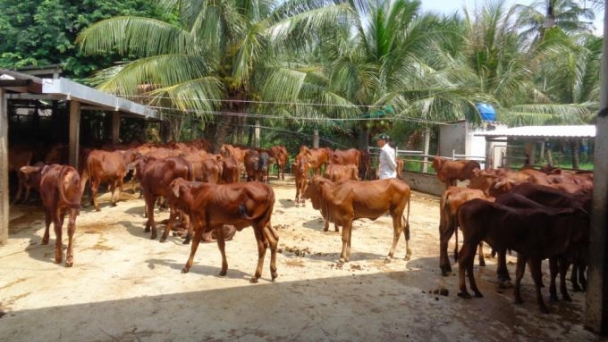 Vĩnh Long: Nâng cao chất lượng đàn bò cái nền sinh sản