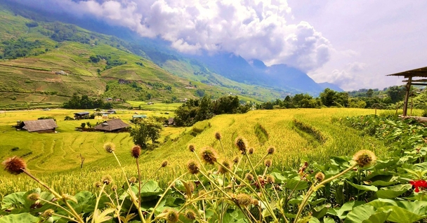 Sa Pa mùa lúa chín đẹp như tranh vẽ