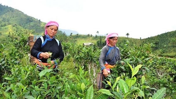 Cải thiện đời sống người dân vùng cao nhờ kinh tế tập thể