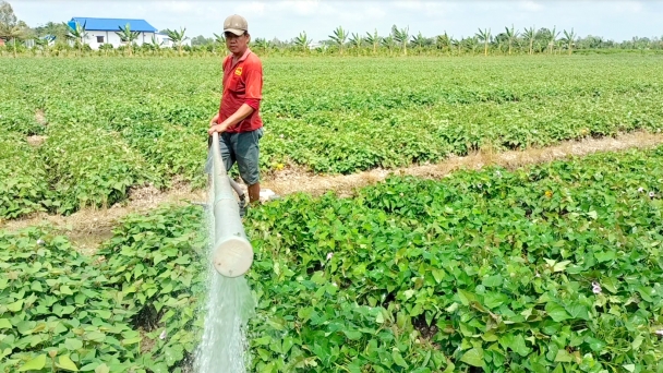 Chuỗi liên kết khoai lang, khó ở đâu?