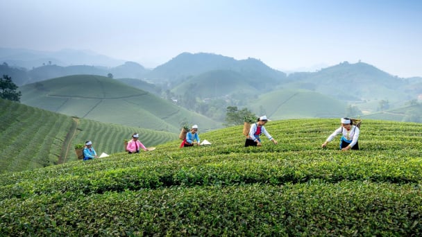 Thái Nguyên: Khai phá tiềm năng, lợi thế từ nông nghiệp hàng hóa