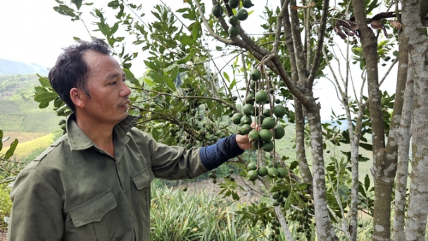 Cây mắc ca ở Lào Cai hiệu quả chưa rõ ràng