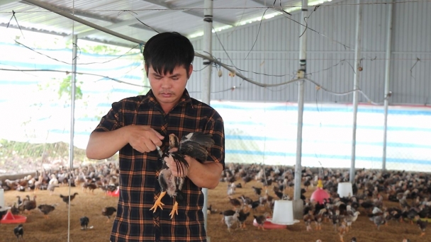 An toàn dịch bệnh nhờ chăn nuôi công nghệ cao: [Bài 4] Chuyển từ nhỏ lẻ sang trang trại quy mô