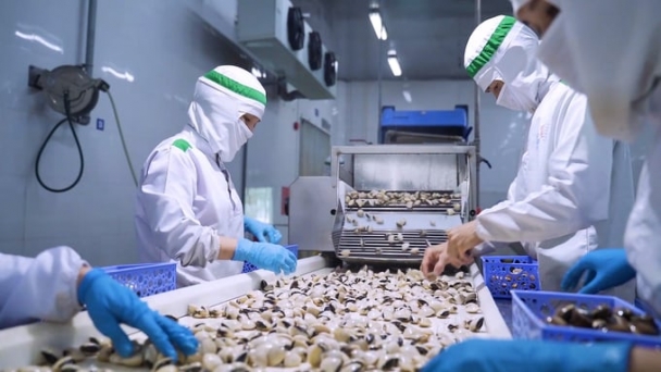 Nam Dinh province to supply 45,000 tons of clams annually