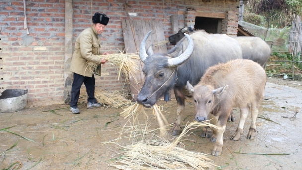 Ủ ấm cho gia súc chống chọi giá rét