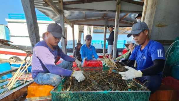 Xã đảo bội thu từ tôm hùm xanh