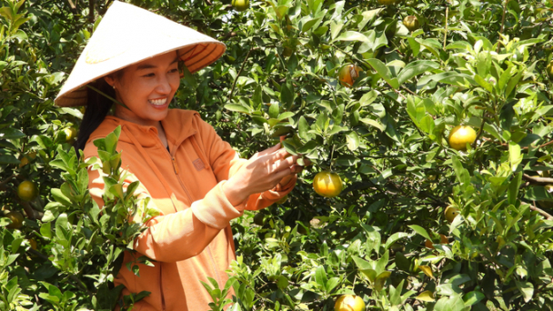 C-Farm hái quả ngọt từ công nghệ tiên tiến