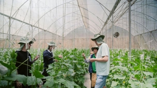 Explore high-tech farms in the ‘vegetable capital’