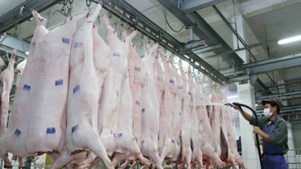 Food quality and safety: Warnings from animal slaughterhouses